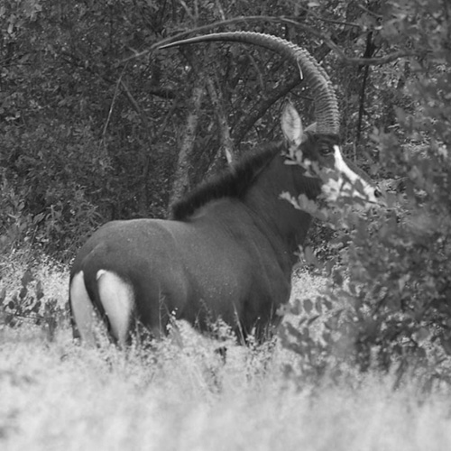 stuart-bw stuart-bw